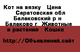 Кот на вязку › Цена ­ 1 500 - Саратовская обл., Балаковский р-н, Балаково г. Животные и растения » Кошки   